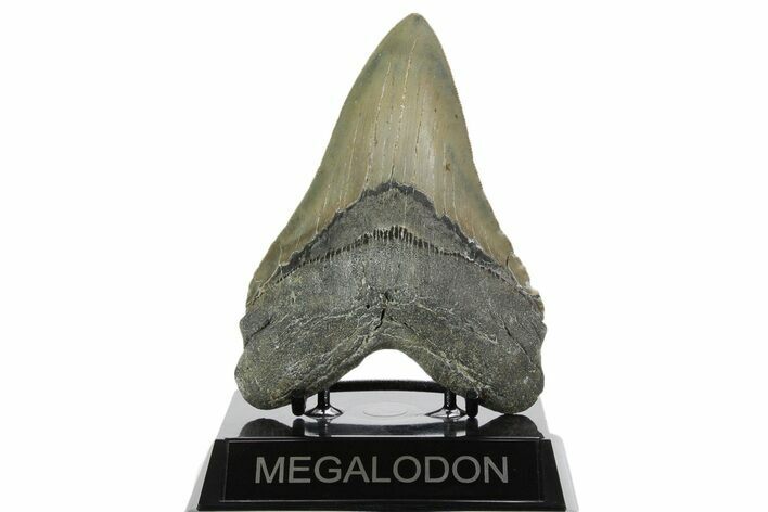 Serrated, Fossil Megalodon Tooth - North Carolina #352407